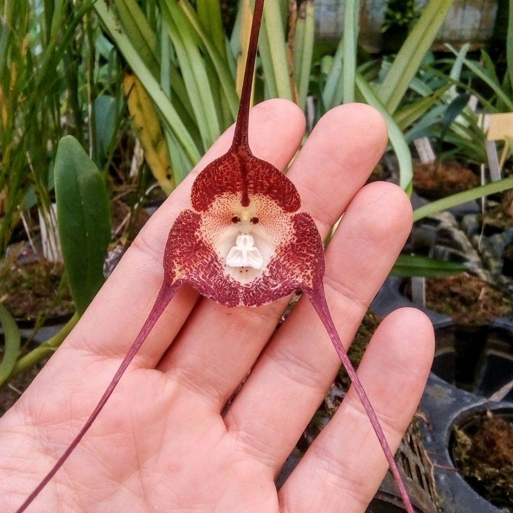 orquídea mono